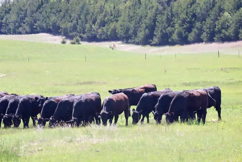 tibbets-cattle-row-841x563453315-1