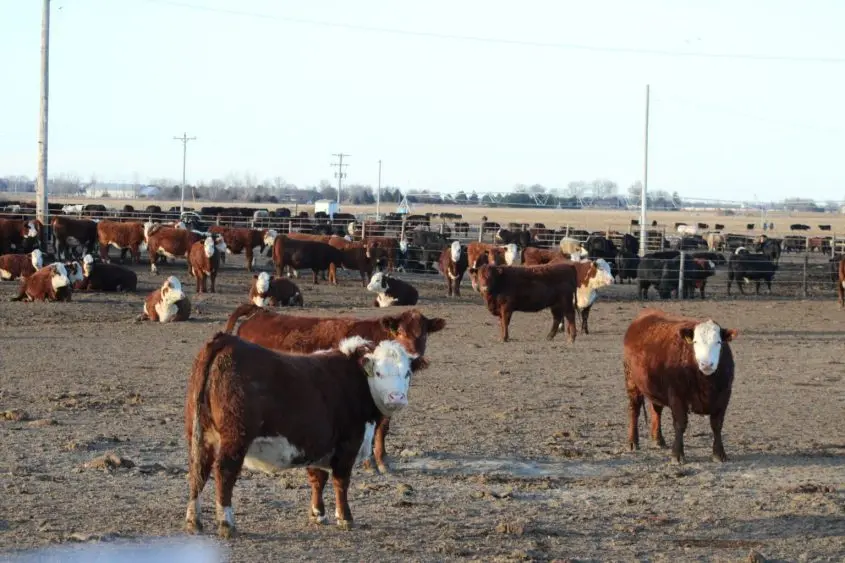 cattle-feedlot-ne-examiner-845x56372836-1