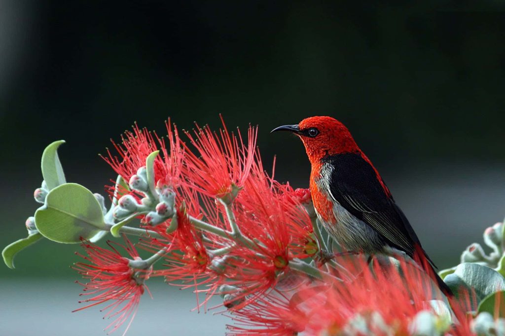 scarlet-honeyeater-bird-red-feathers