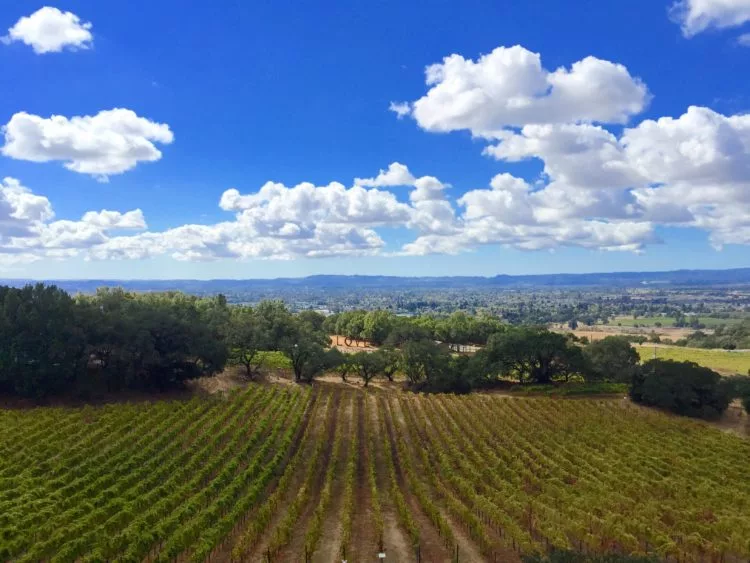 fall-views-vineyard-e1656014293228529987