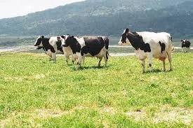 marincows147012