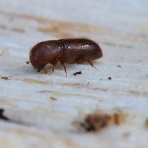 mediterranean-oak-borer-beetle-curtis-ewing-1000x563818699-1
