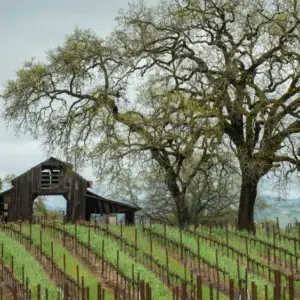 shutterstock_1724241811-1000x563260505-1