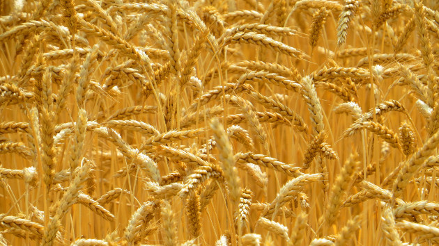 getty_41422_wheatfield