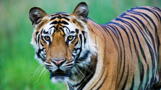 gettyrf_72922_bengaltiger