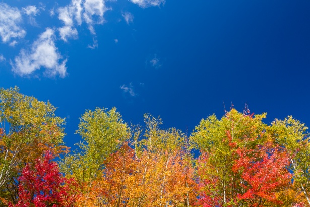 trees-in-autumn-1538740154h7d