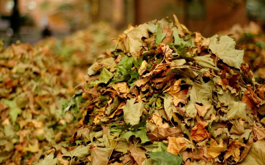 leaf-pile