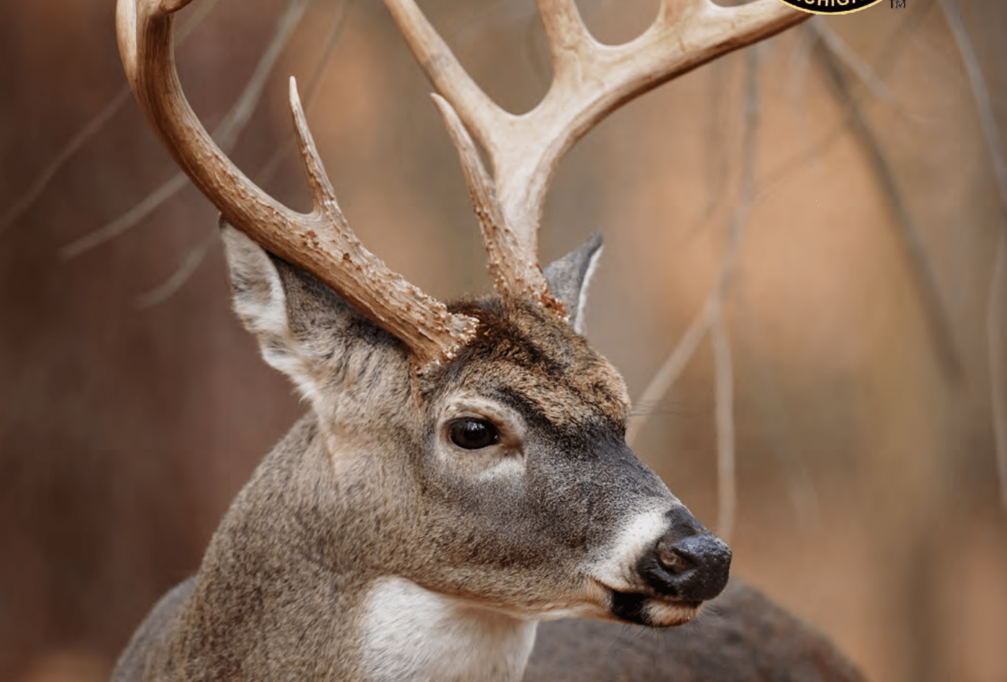 New reporting requirements for Michigan hunters as firearm season