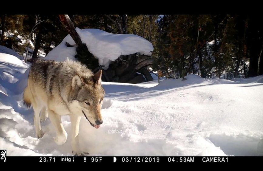 grey-wolf-yellowstone-video-lv-221123_1669231624746_hpembed_20x13_992