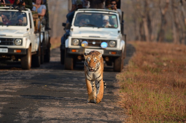 gettyimages_tiger_052523166490
