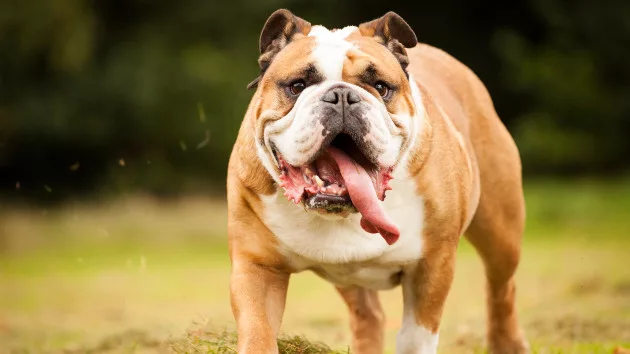 Britain to ban American XL bully dogs by the end of the year