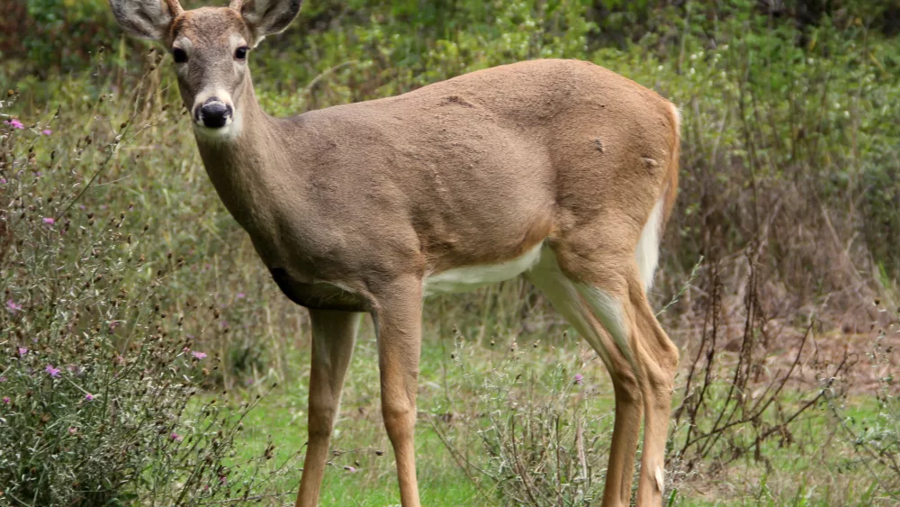 white-tailed_deer_at_greenough_park_missoula