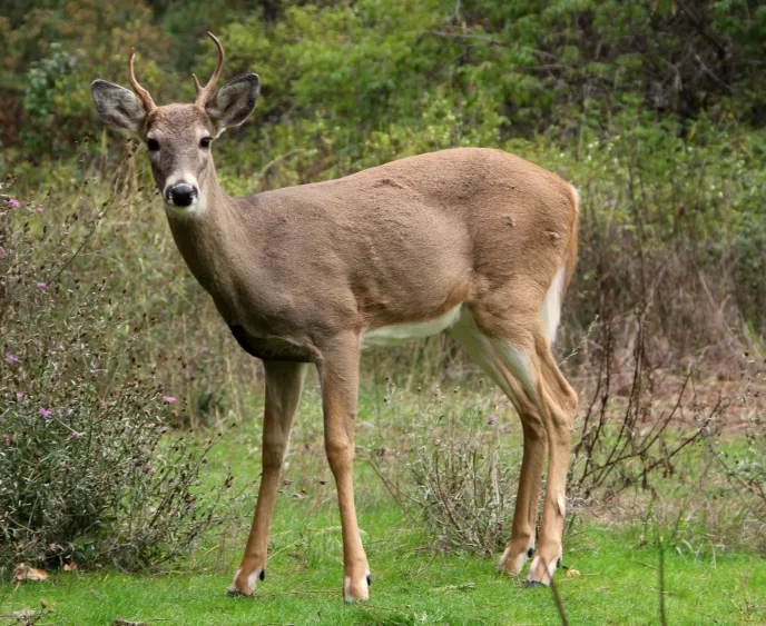 white-tailed_deer_at_greenough_park_missoula