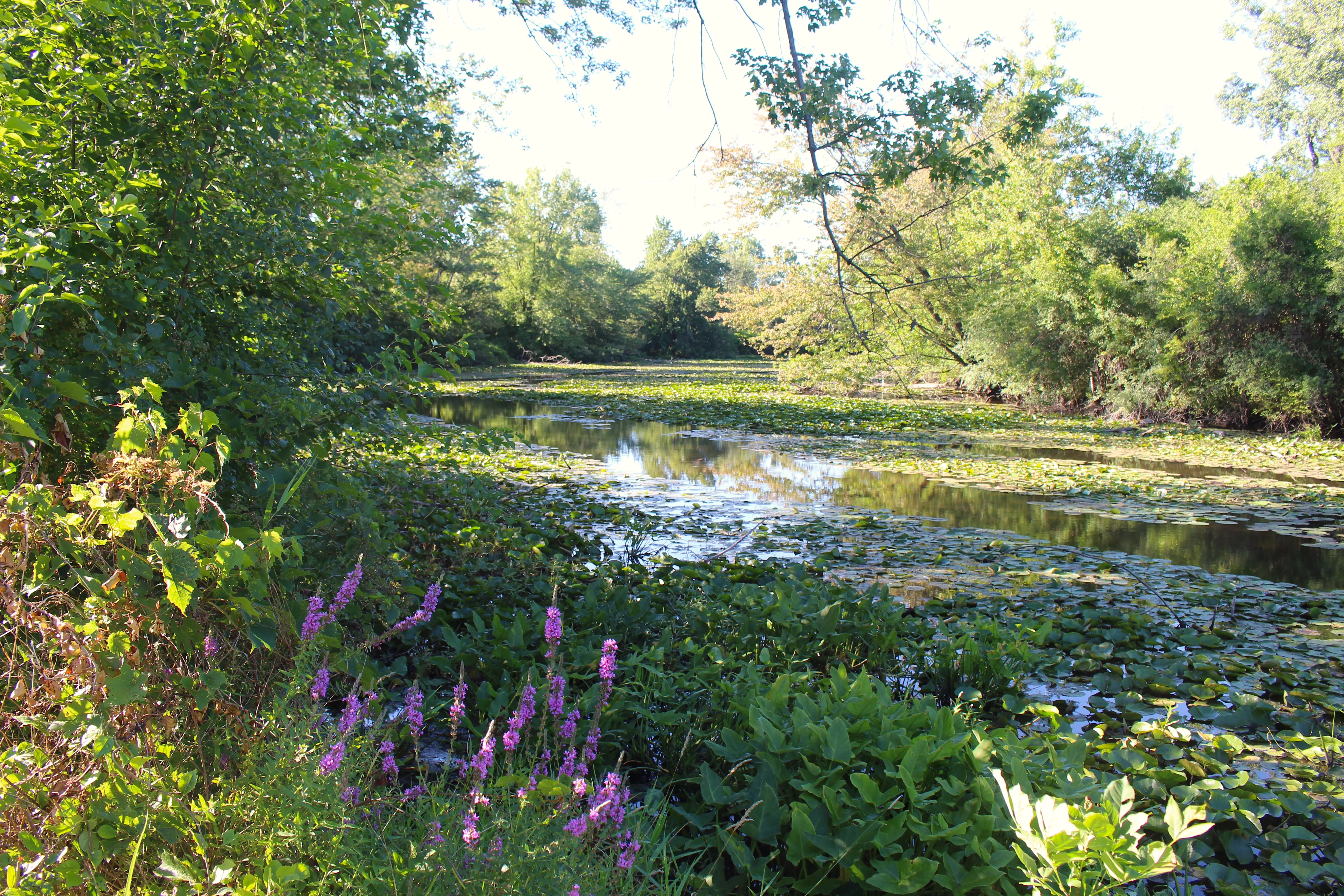 future-location-of-launch-along-grand-river-in-ella-sharp-park