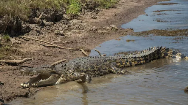 large-crocodile-on-bank-of-billabong_1719988383419_hpmain_16x9102927