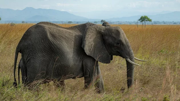 gettyimages_elephant_082924865508