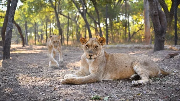 getty_lions_010325233909