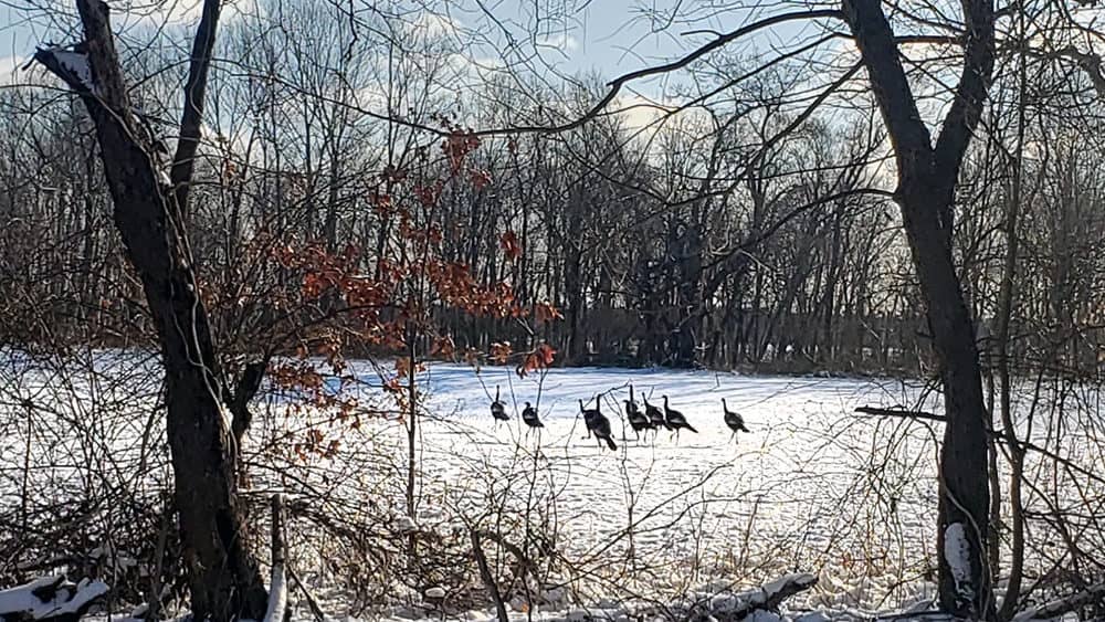 winter-turkeys