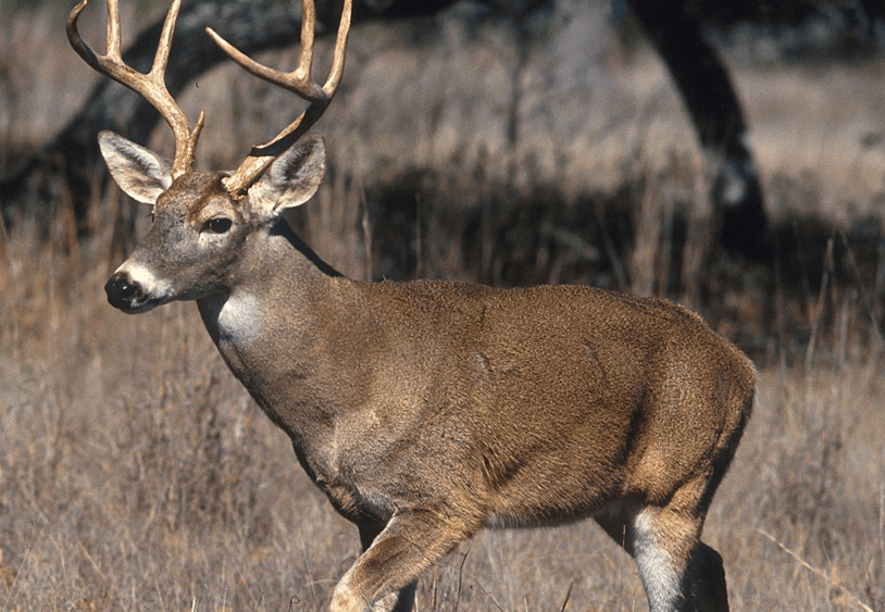 deer