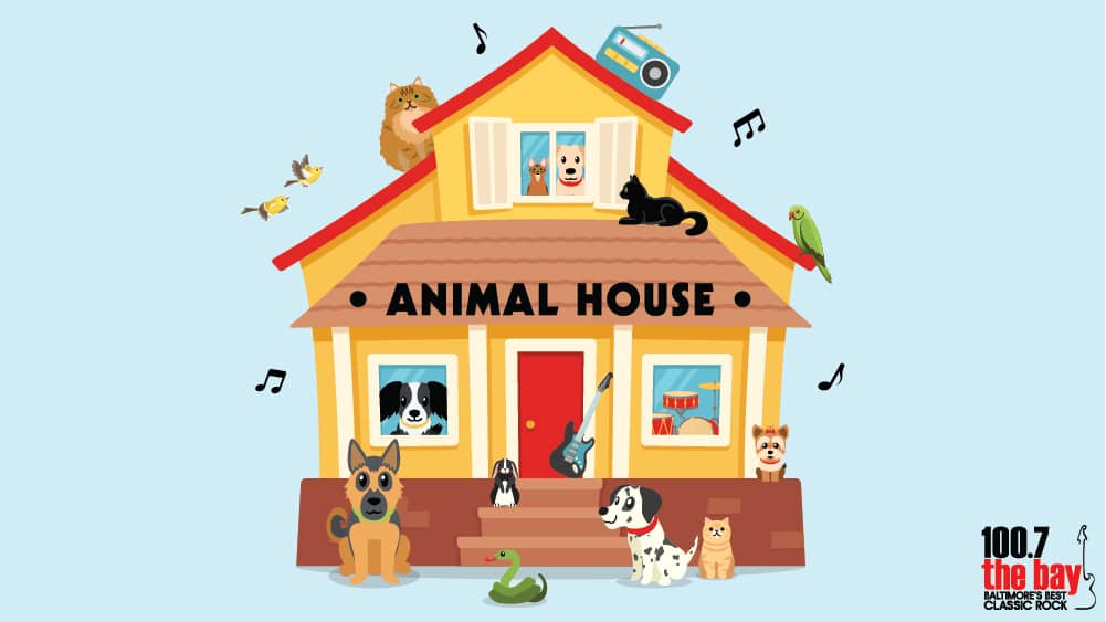 The Bay Animal House  The Bay