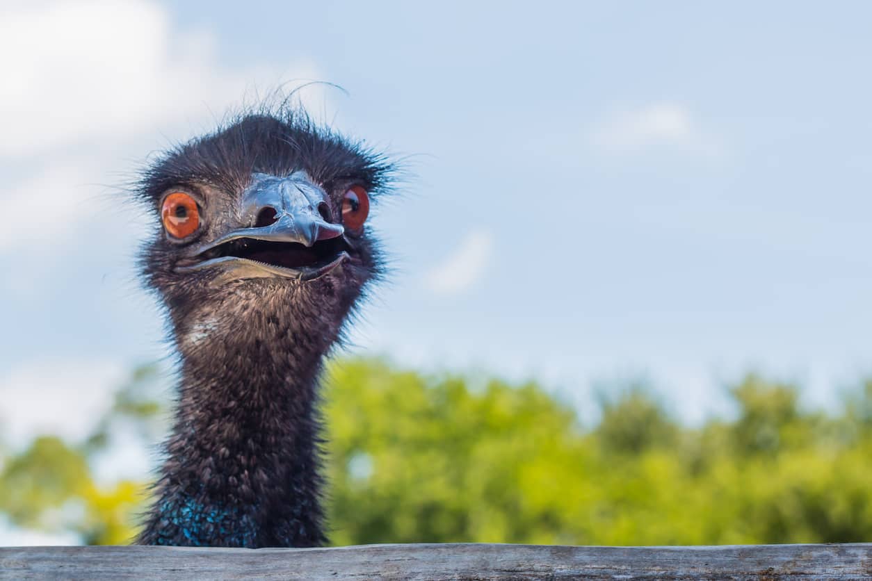 emu-looking-at-camera
