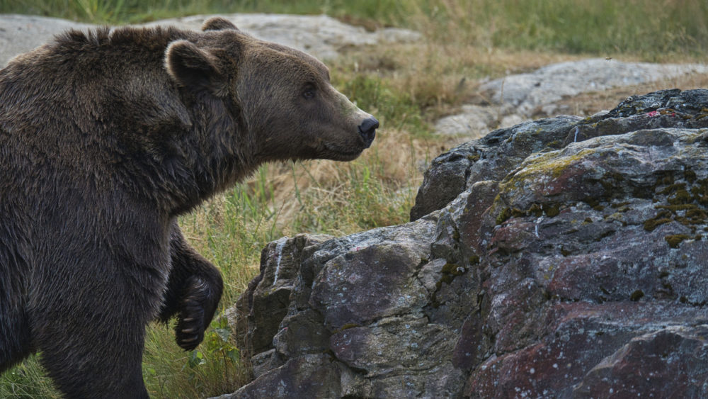 bear-climbing-a-rock