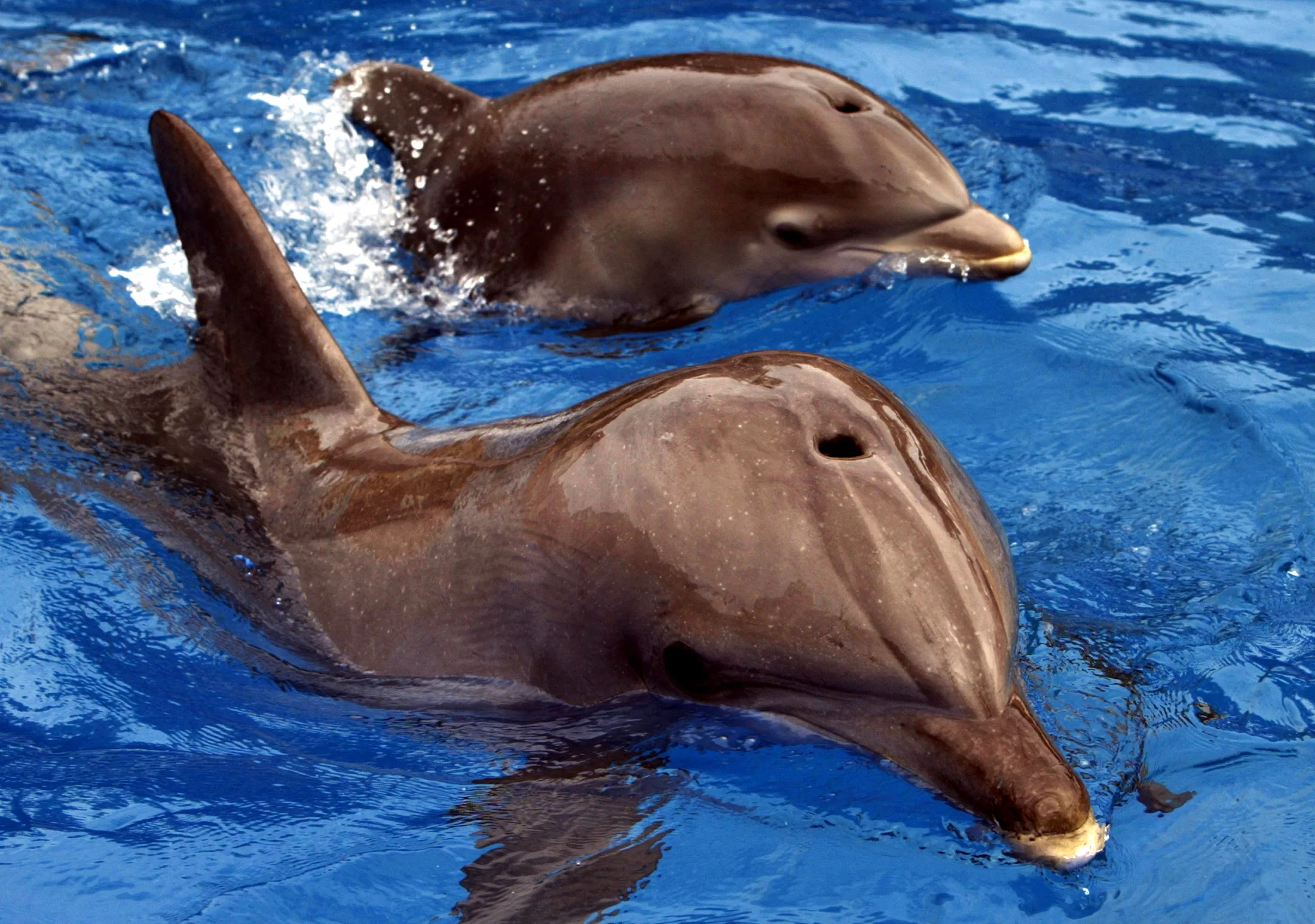 2003-05-30t000000z_1690674962_rp4drhylctab_rtrmadp_3_dolphin-birth-jpg