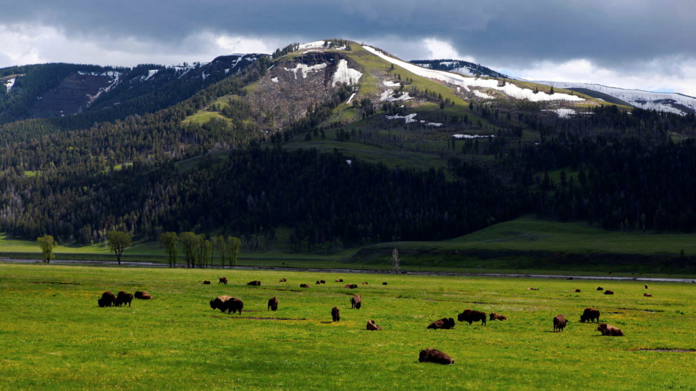a-herd-of-bison-graze-in-the-lamar-valley-in-yellowstone-national-park-wyoming-june-20-2011-on-average-over-3000-bison-live-in-the-park