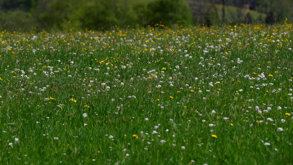 grassland-is-seen-near-the-village-of-st-leonhard