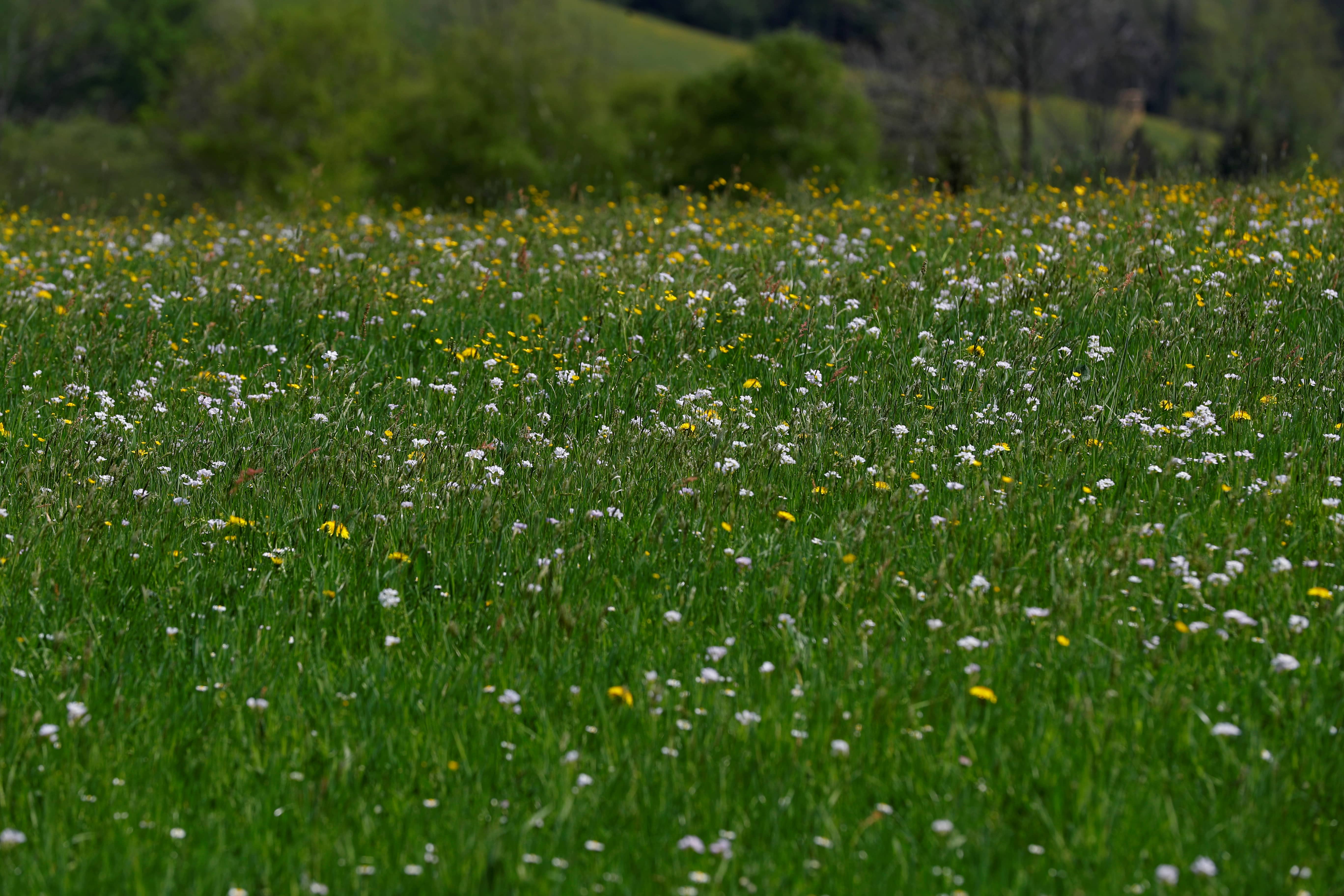 grassland-is-seen-near-the-village-of-st-leonhard