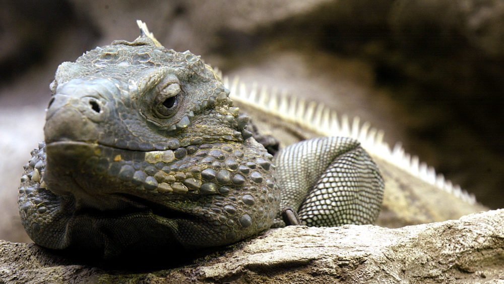 marley-a-male-grand-cayman-blue-iguana-rests-on-a-rock-in-his-exhibit-at-the-shedd-aquarium-in-chicago