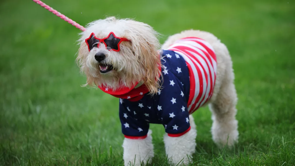 a-dressed-up-dog-stands-before-the-start-of-the-fourth-of-july-parade-in-merrimack