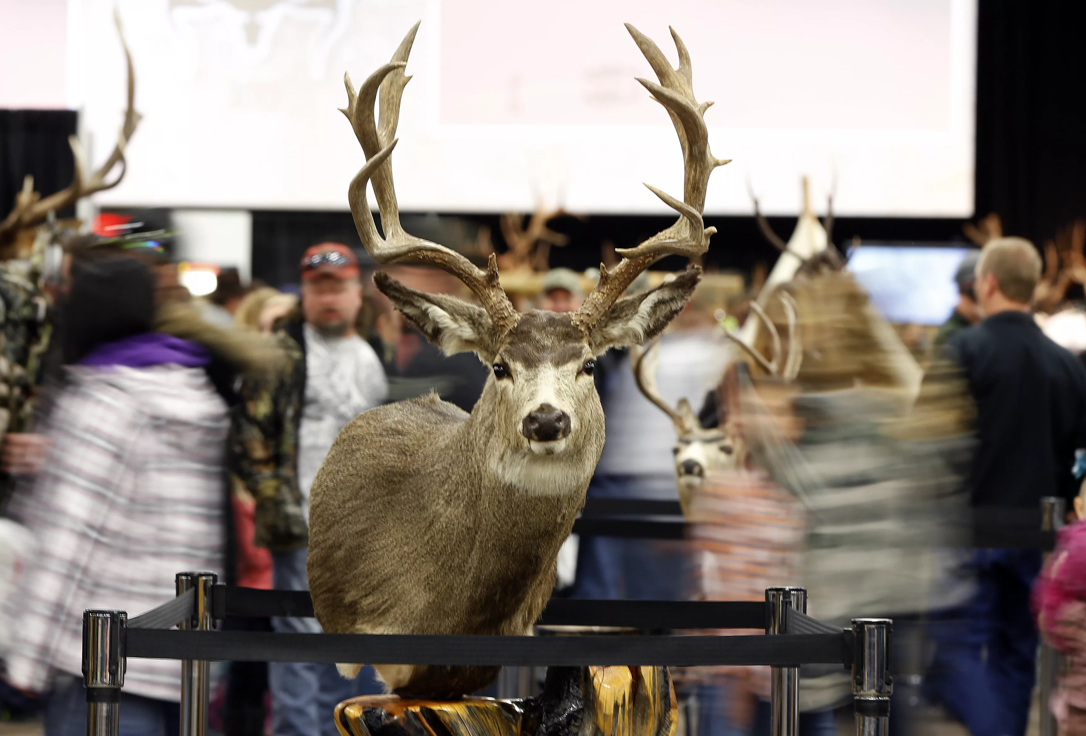 gun-and-hunting-enthusiasts-walk-past-at-mounted-deer-head-at-the-western-hunting-and-conservation-expo-in-salt-lake-city