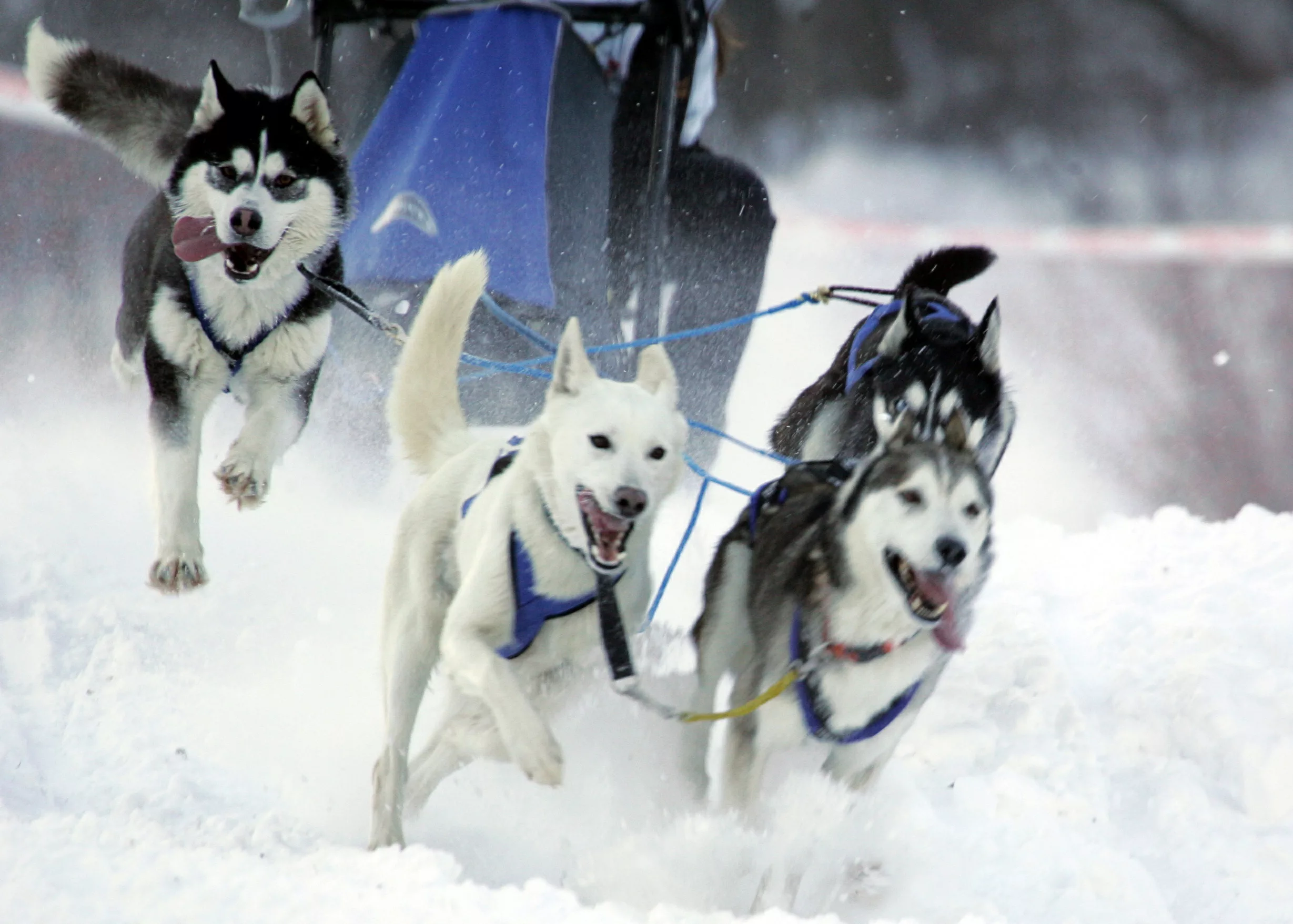 dogs-pull-a-dog-sleigh-during-the-annual-russian-dog-sledging-championship-in-the-settlement-of-yakh