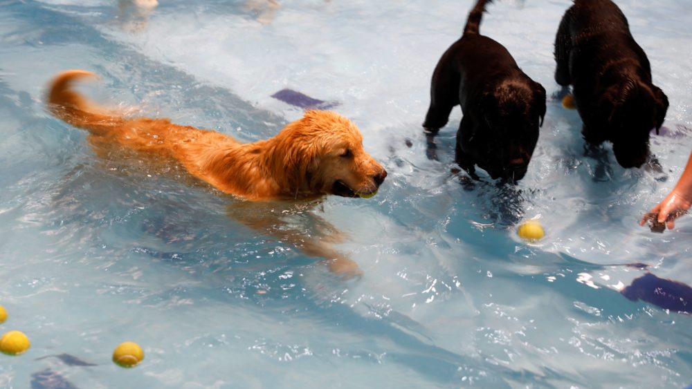 dogs-play-in-the-swimming-pool-at-my-second-home-an-indoor-climate-controlled-facility-for-cats-and-dogs-in-dubai
