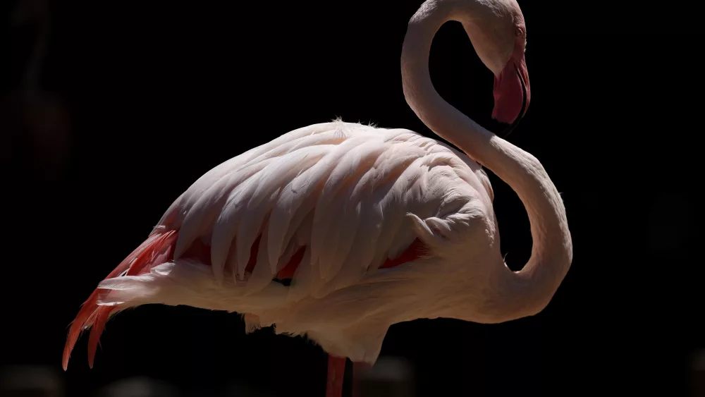 a-flamingo-is-pictured-in-its-enclosure-at-la-zoo-in-los-angeles