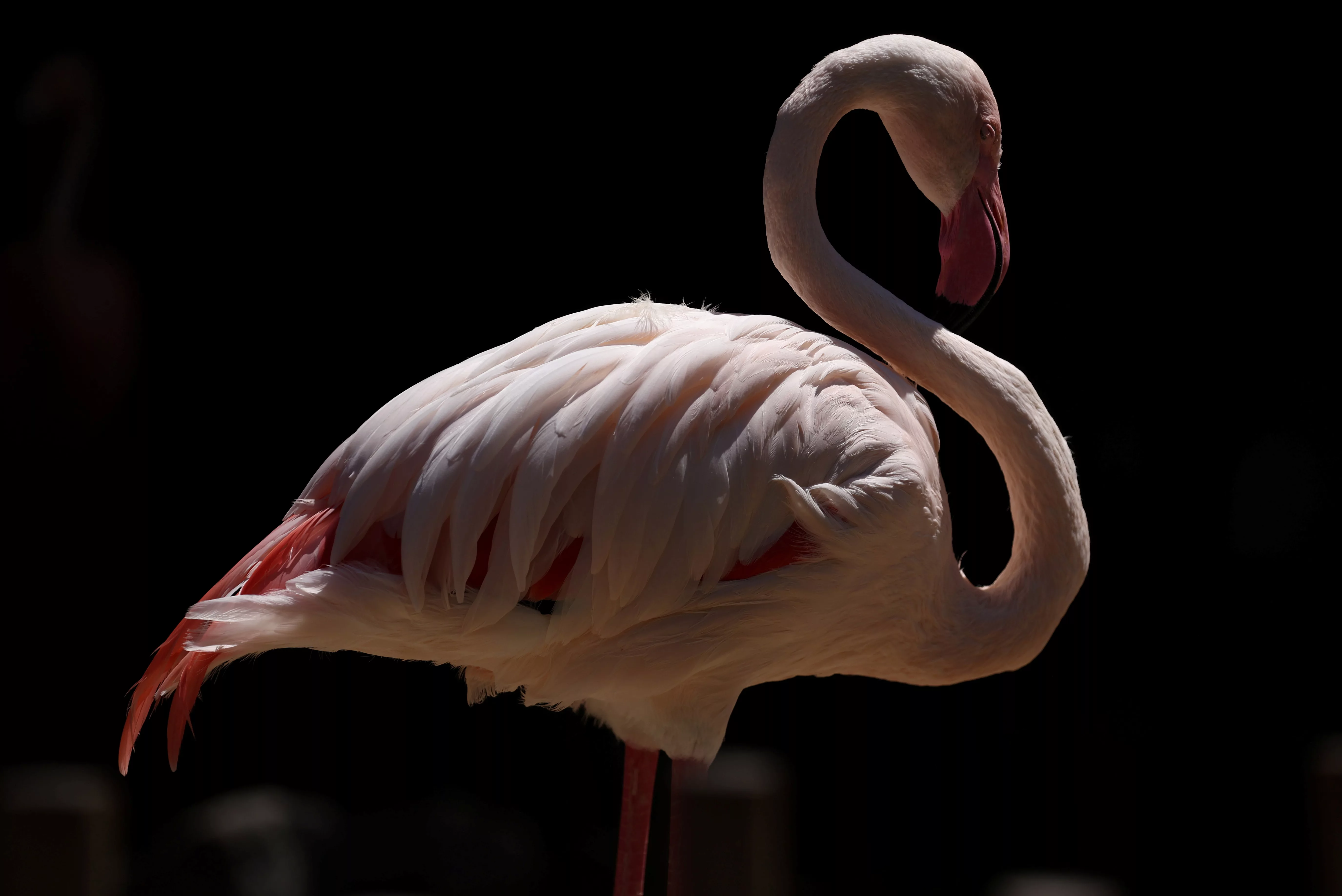 a-flamingo-is-pictured-in-its-enclosure-at-la-zoo-in-los-angeles