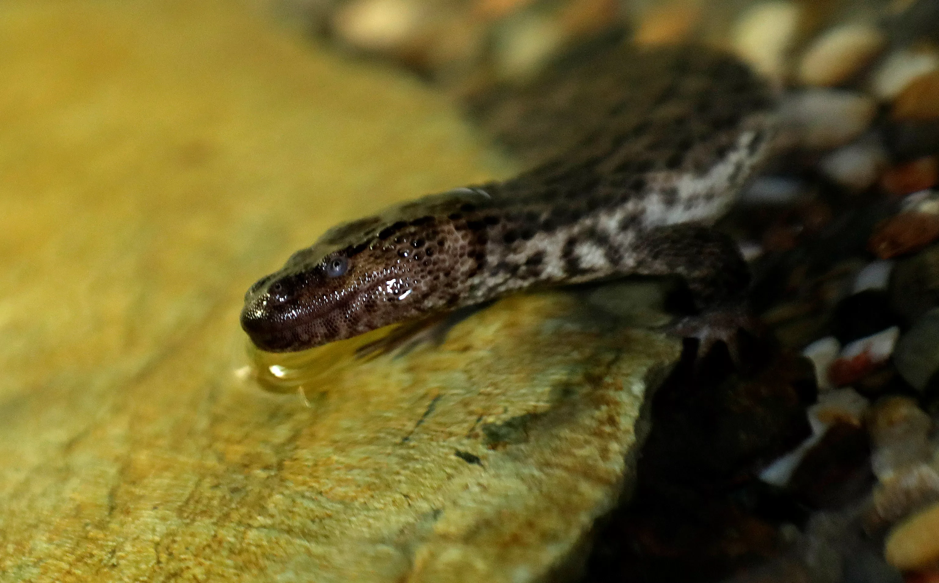 earless-monitor-lizard-swims-inside-its-enclosure-in-prague-zoo