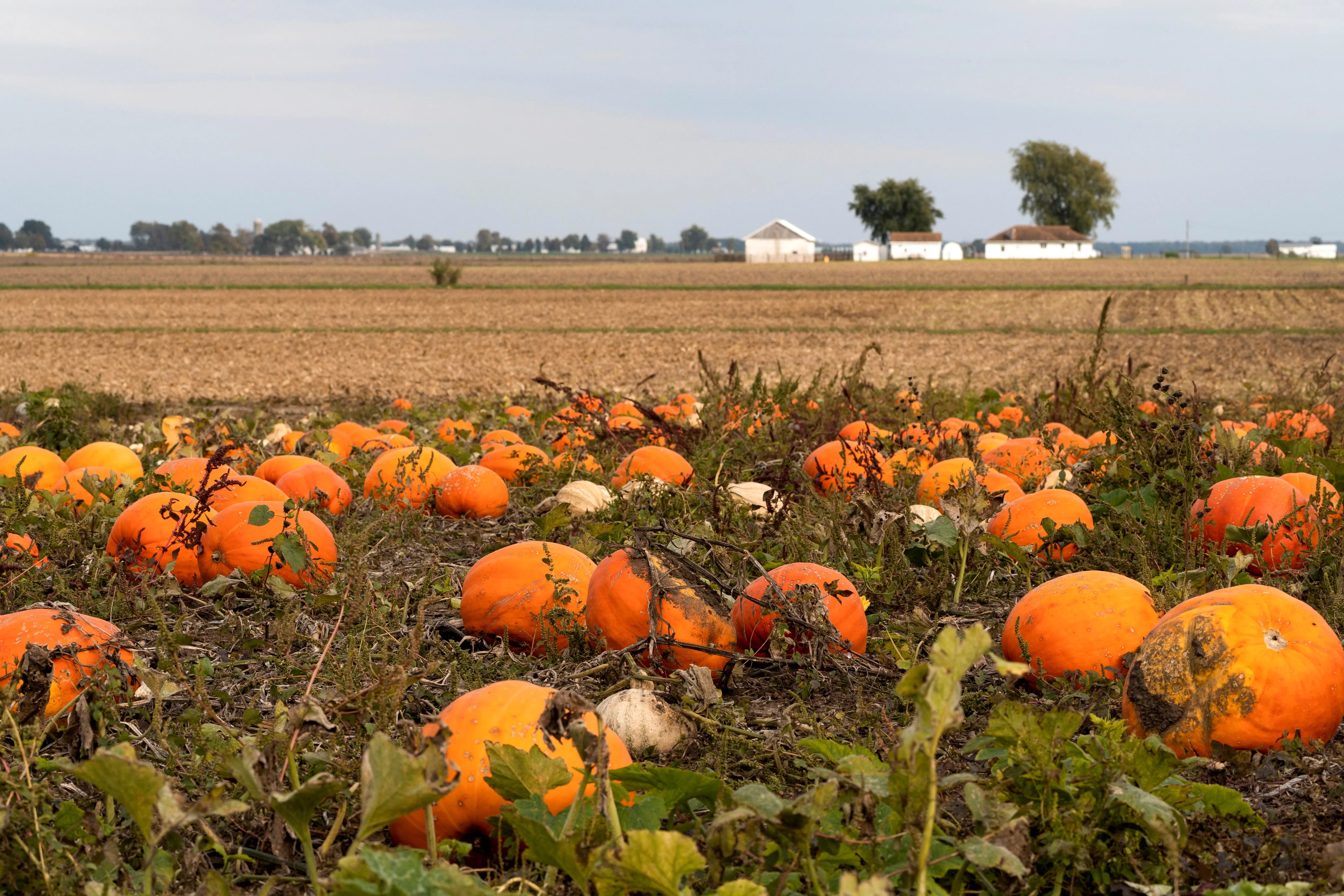 pumpkin-pickers-visit-the-great-pumpkin-patch-ahead-of-haloween