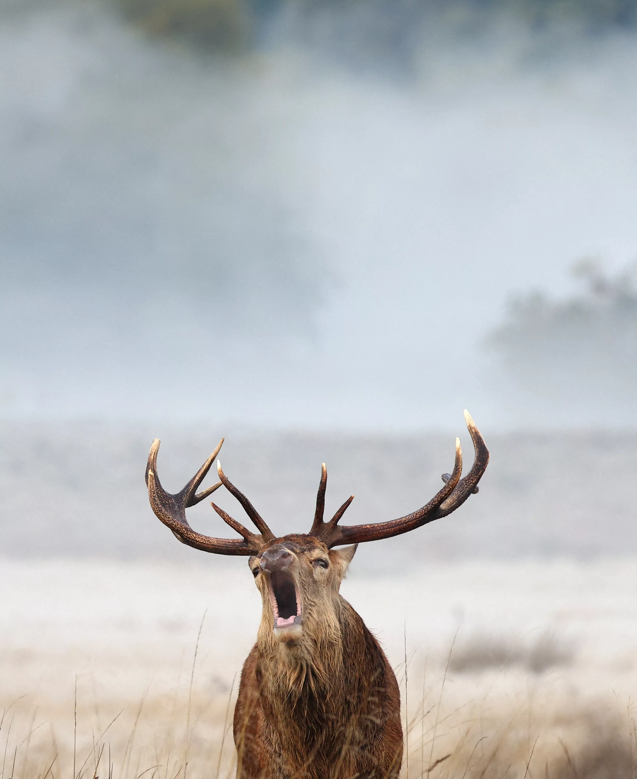 a-deer-stag-barks-as-the-annual-rutting-season-continues-in-richmond-park-london