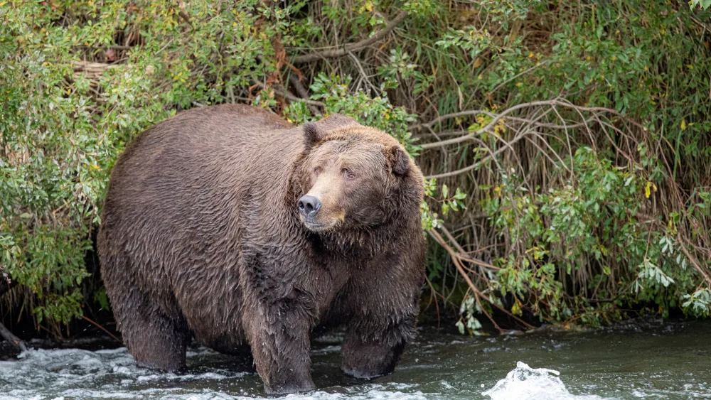a-grizzly-bear-known-to-researchers-as-bear-775-lefty-looks-for-migrating-salmon-in-katmai-national-park