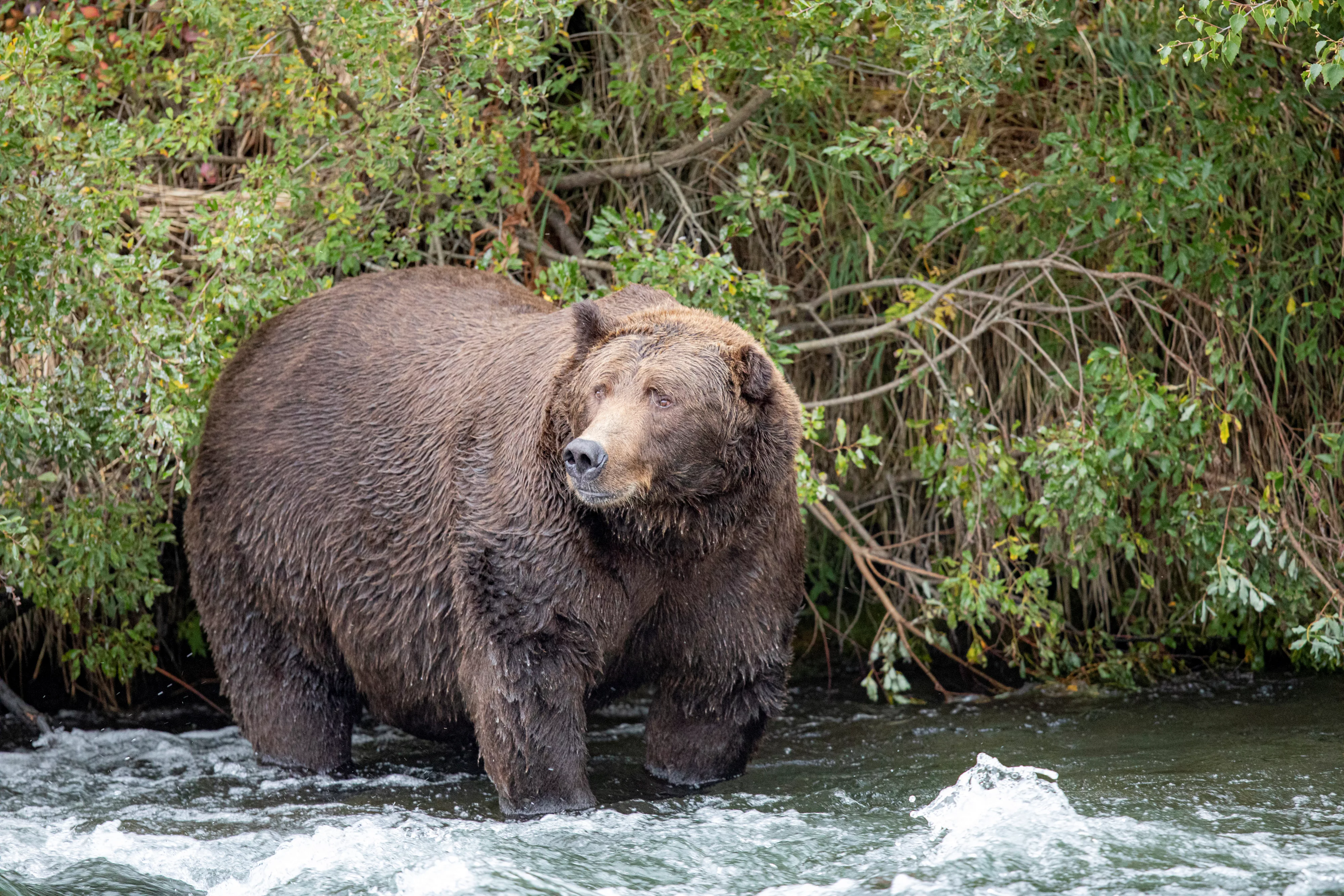 a-grizzly-bear-known-to-researchers-as-bear-775-lefty-looks-for-migrating-salmon-in-katmai-national-park