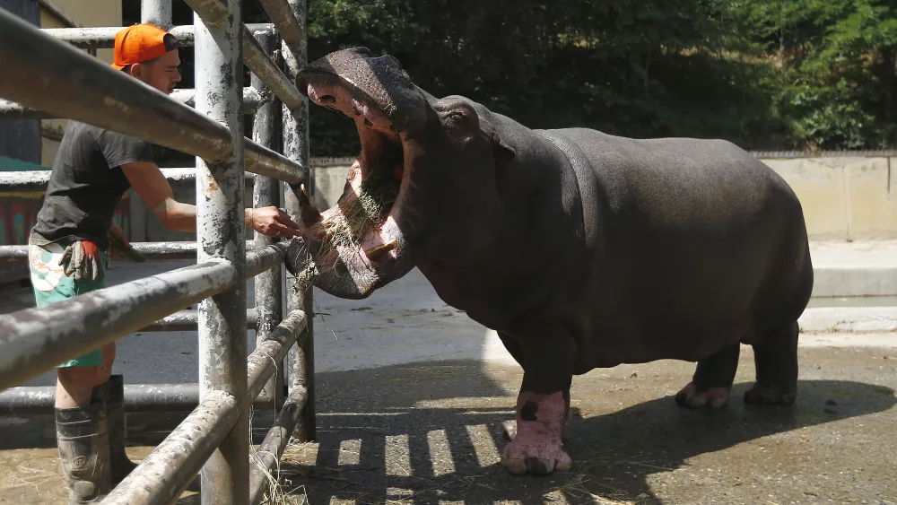zoo-keeper-feeds-begi-a-hippopotamus-that-escaped-the-zoo-on-sunday-at-a-zoo-in-tbilisi
