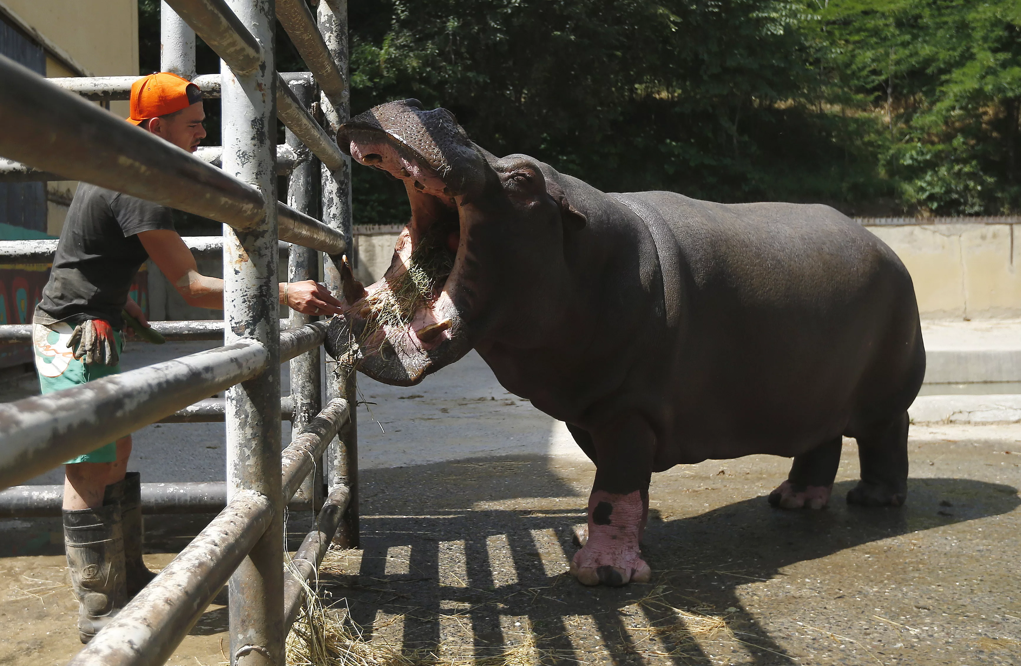 zoo-keeper-feeds-begi-a-hippopotamus-that-escaped-the-zoo-on-sunday-at-a-zoo-in-tbilisi