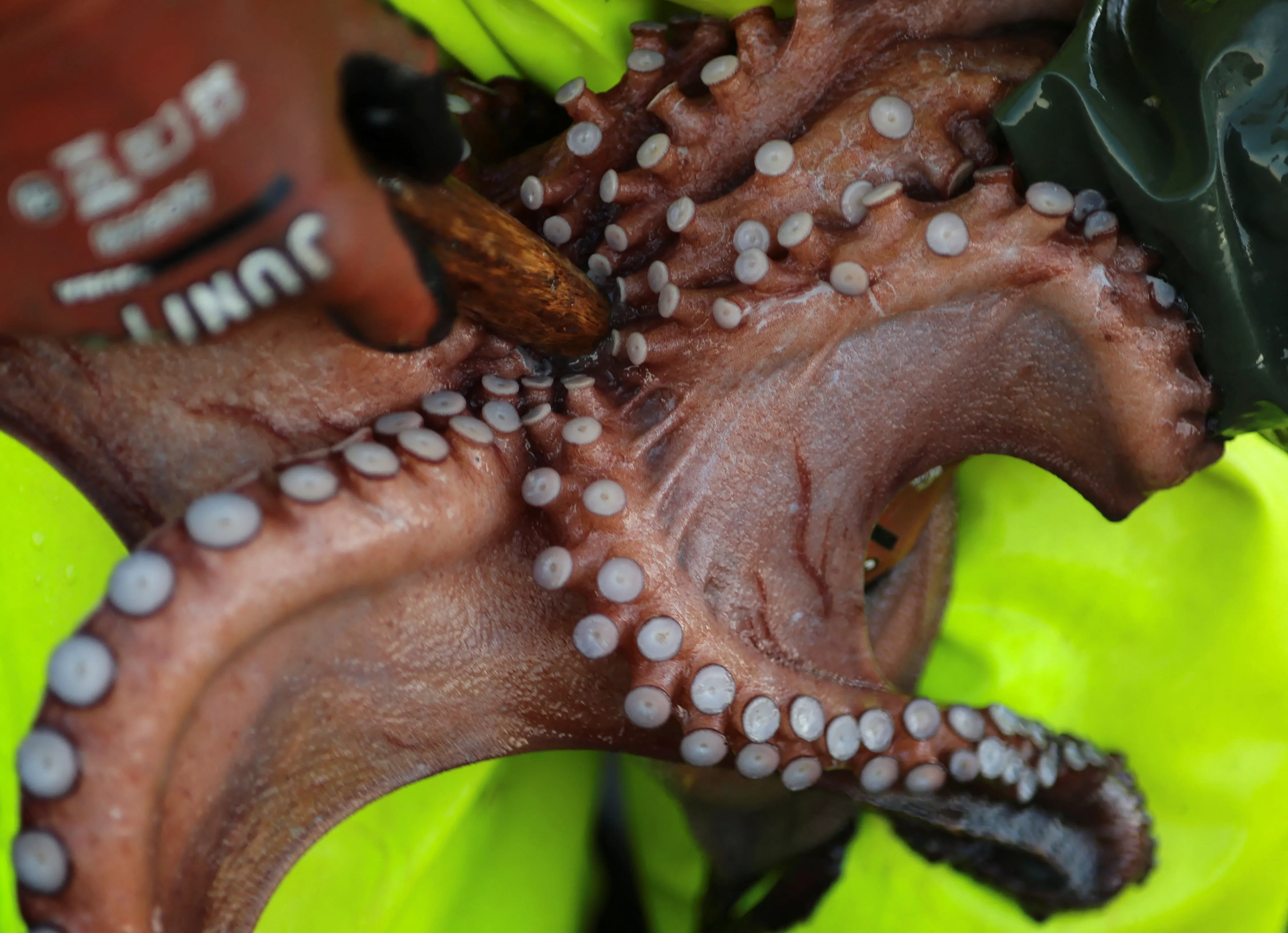 planned-spanish-octopus-farm-stirs-controversy