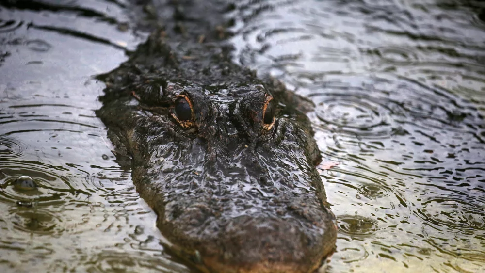 a-captive-alligator-is-pictured-as-it-rains-in-oviedo