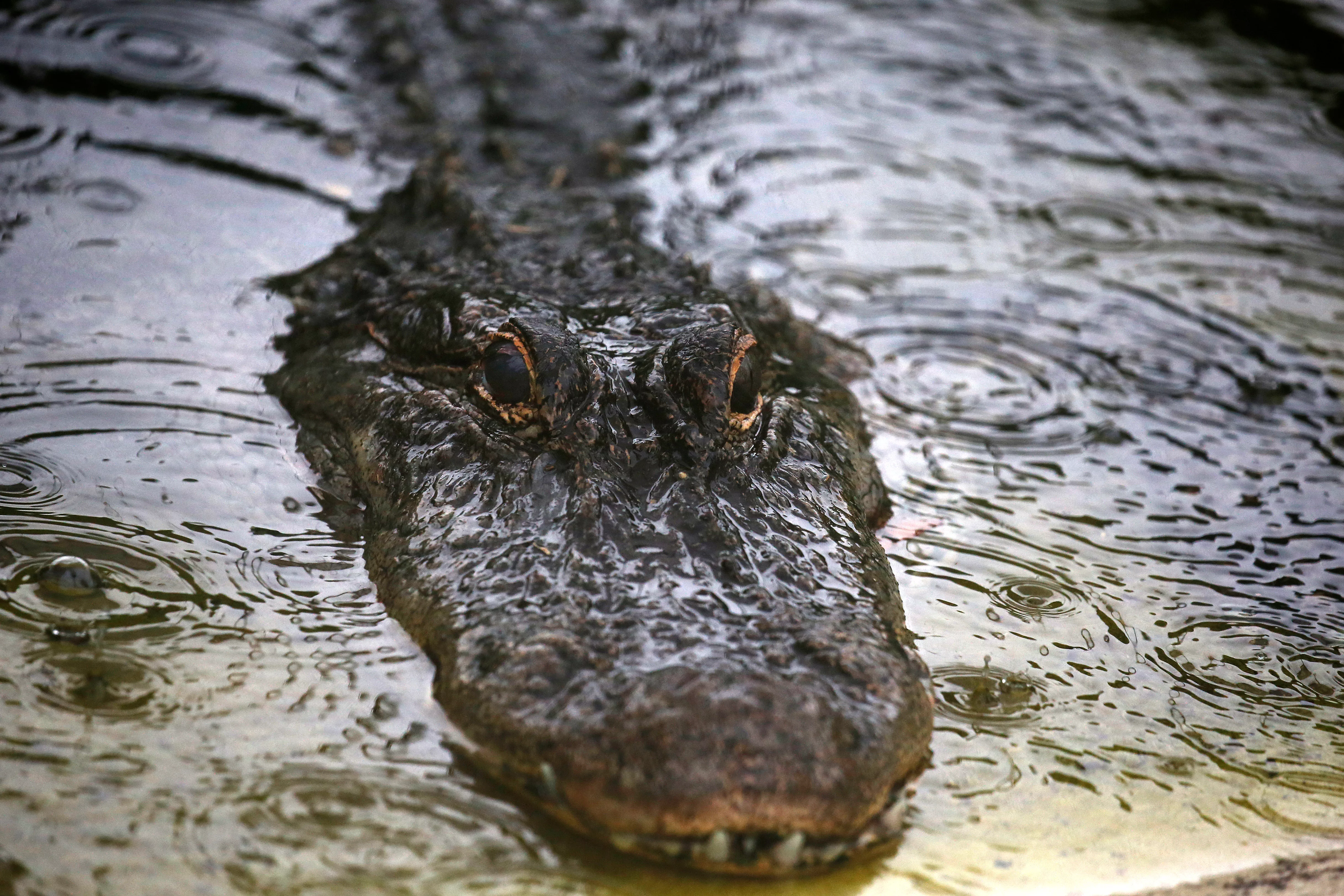 a-captive-alligator-is-pictured-as-it-rains-in-oviedo