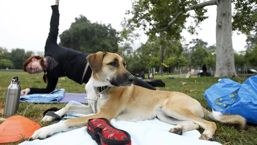 to-match-reuters-life-dogs-bootcamp