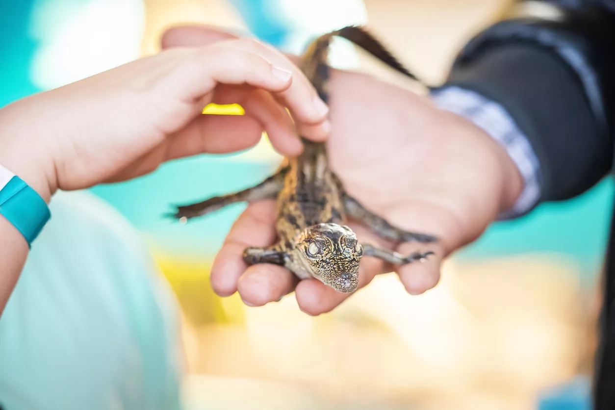 a-childs-hand-touches-a-baby-crocodile-selective-soft-focus