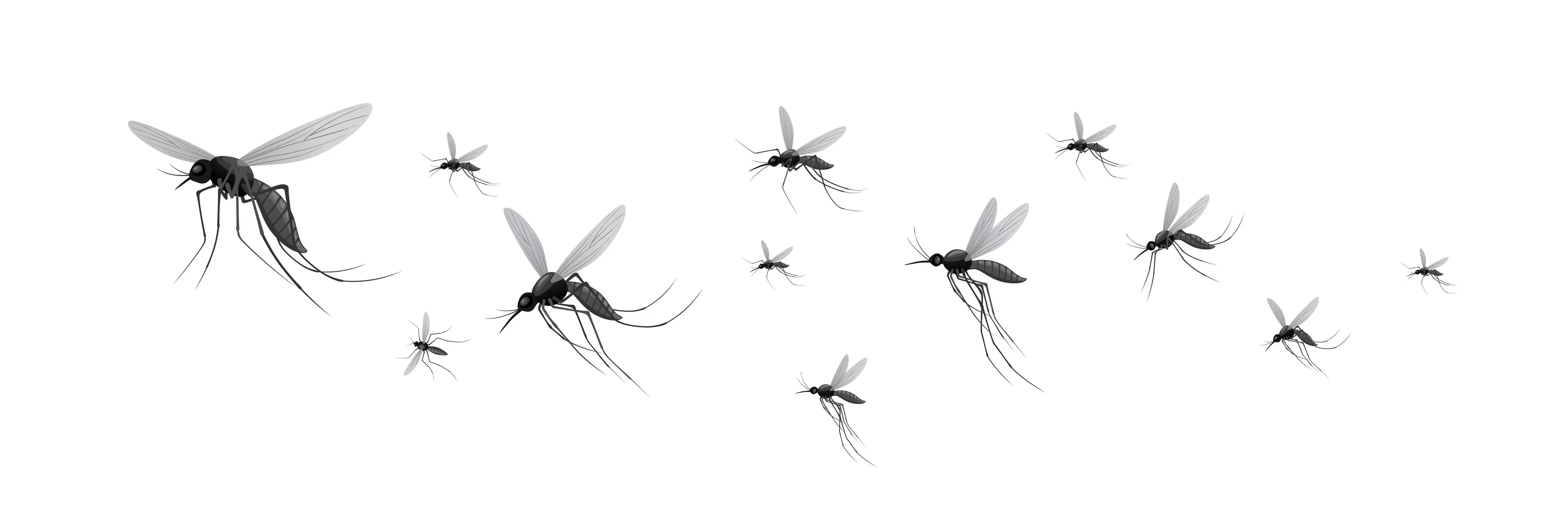 swarms-of-flying-mosquitoes-illustration